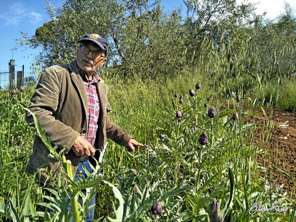 old man harvesting artichokes in italy