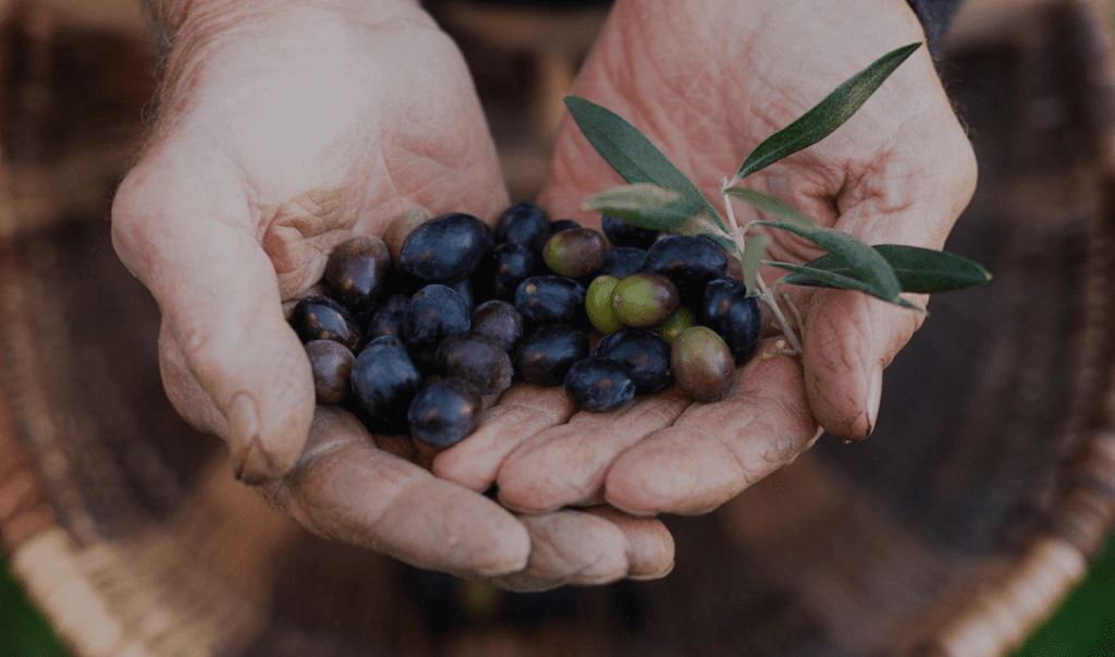 harvest olives