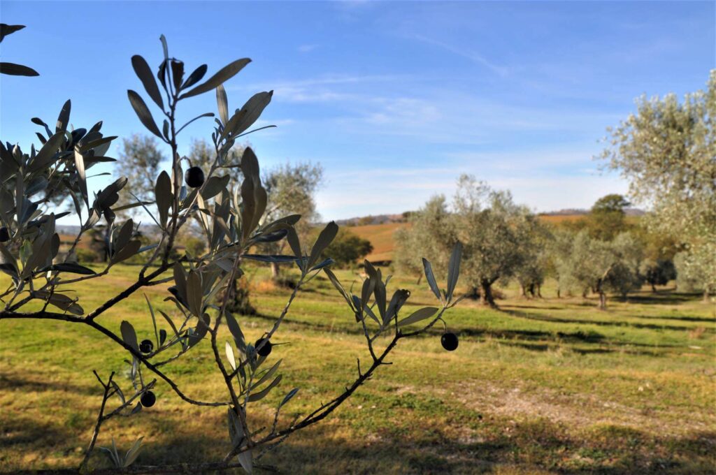 countryside and olive's trees