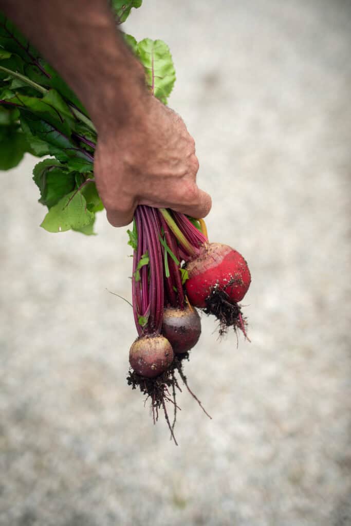 beetroots