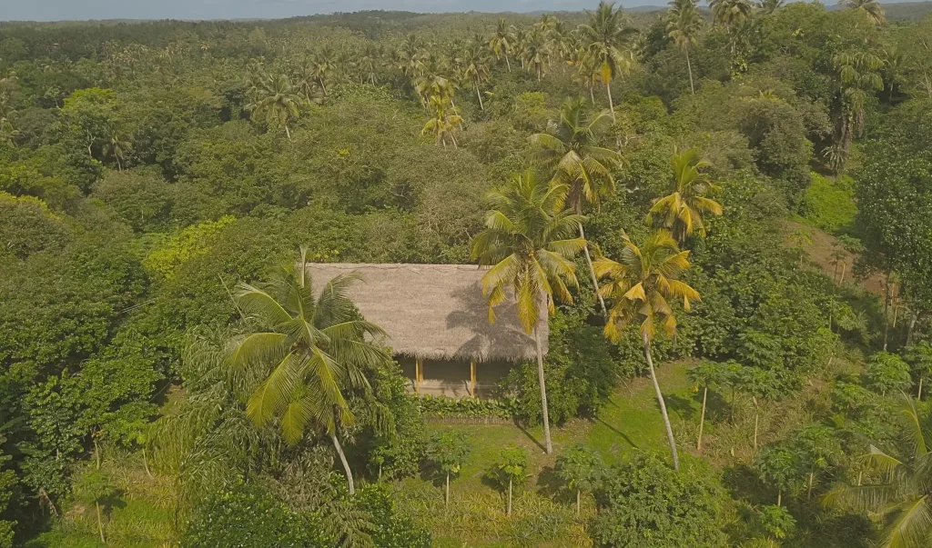 jungle and palm trees