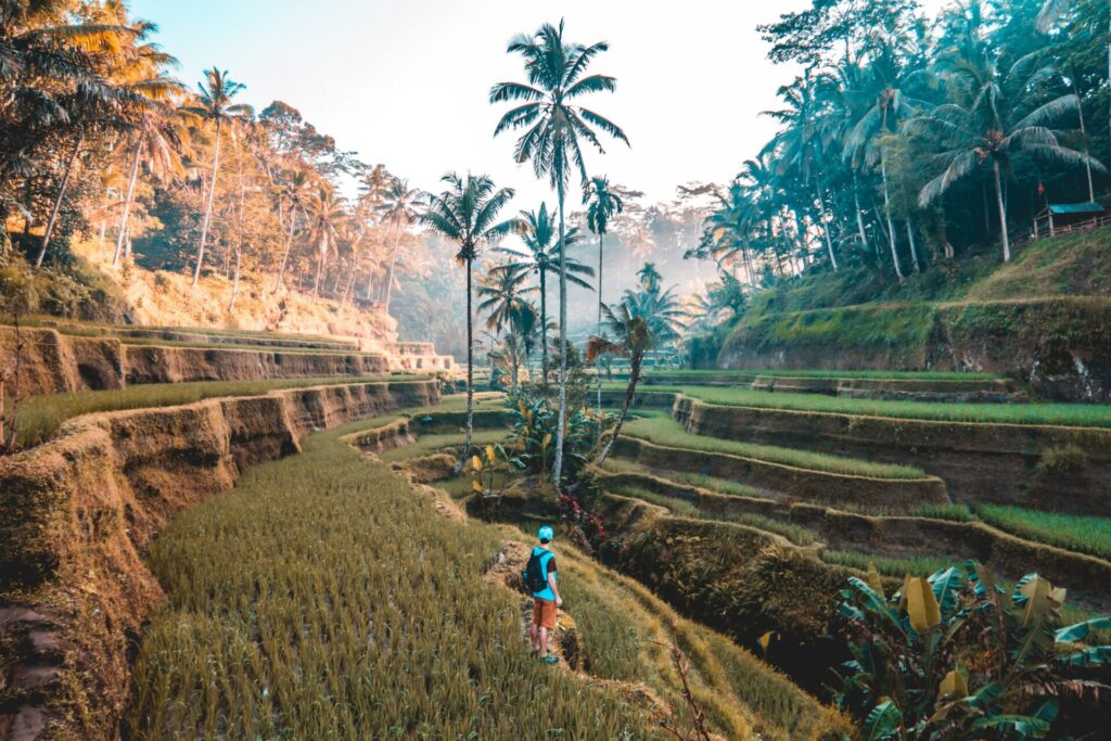 rice terraces in south asia