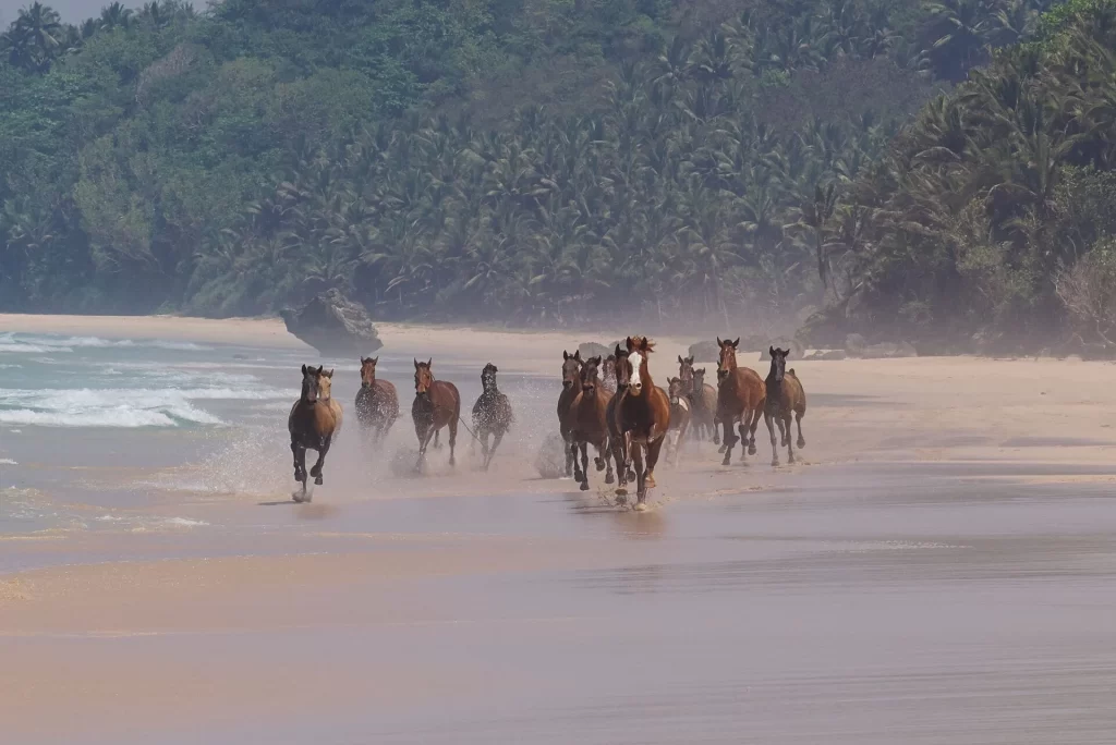 group of horses on the beach